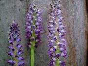 Lachenalia gillettii